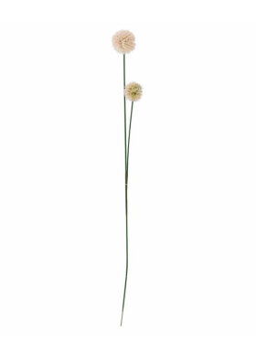 BV Phlox, Stilk