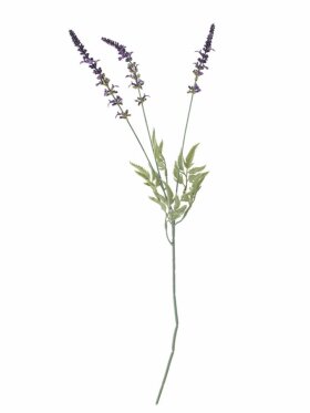 BV Lavender, Stilk