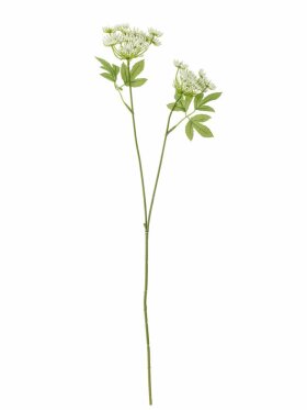 BV Fennel, Stilk