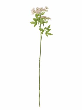 Bloomingville - BV Fennel, Stilk