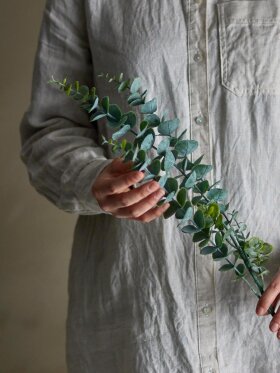 BV Eucalypsus, Stilk