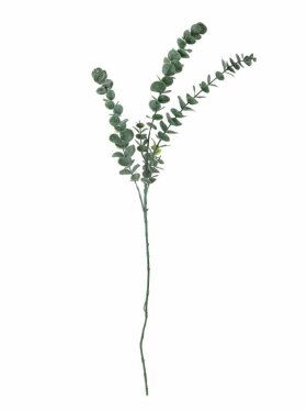 BV Eucalypsus, Stilk BV Eucalypsus, Stilk