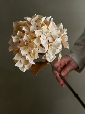 Bloomingville - BV Hydrangea, Stilk