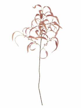BV Eucalypsus, Stilk BV Eucalypsus, Stilk