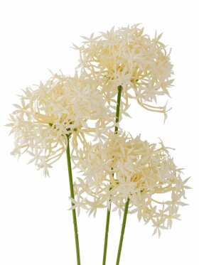 BV Allium, Stilk