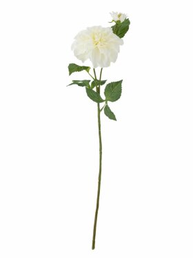 Dahlia, Stilk