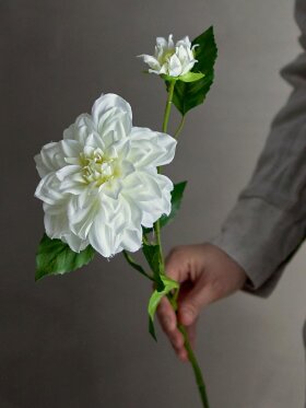 Dahlia, Stilk Dahlia, Stilk