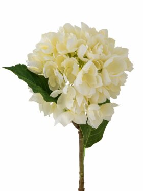 BV Hortensia, Stilk