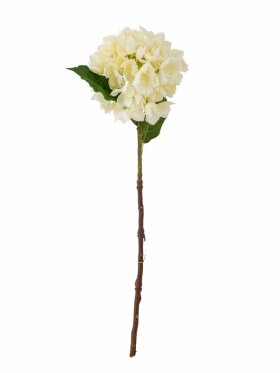 BV Hortensia, Stilk BV Hortensia, Stilk