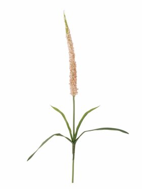 BV Foxtail, Stilk BV Foxtail, Stilk