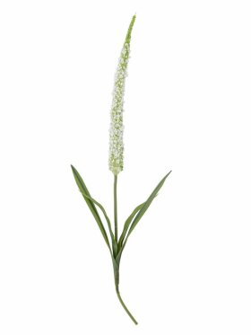 BV Foxtail, Stilk BV Foxtail, Stilk