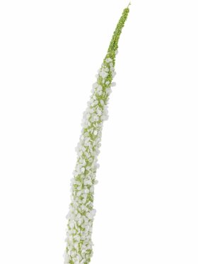 BV Foxtail, Stilk