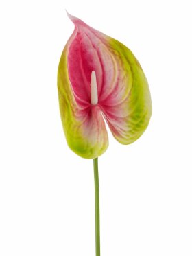 BV Flamingo, Stilk
