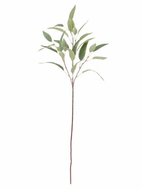 BV Eucalypsus, Stilk BV Eucalypsus, Stilk