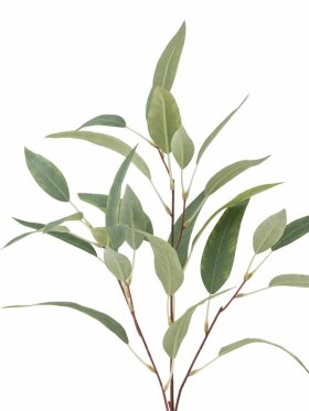 BV Eucalypsus, Stilk