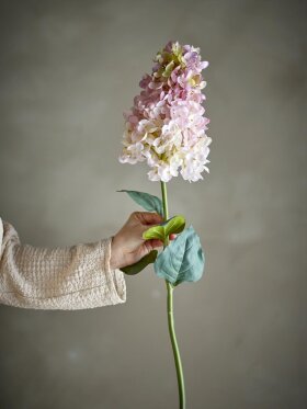 BV Hydrangea, Stilk