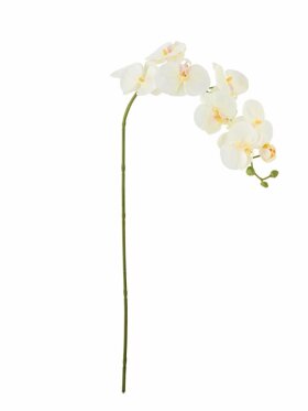 BV Orchid, Stilk BV Orchid, Stilk