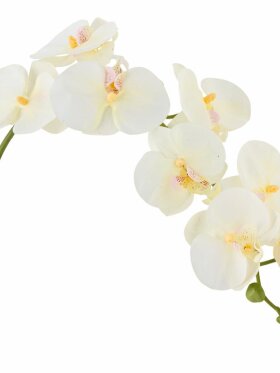 BV Orchid, Stilk