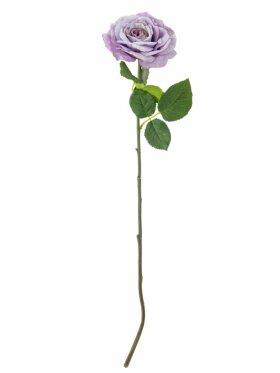 BV Rose, Stilk BV Rose, Stilk
