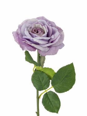 BV Rose, Stilk