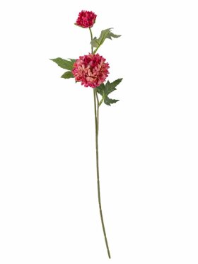 B Chrysantemum, Stilk B Chrysantemum, Stilk
