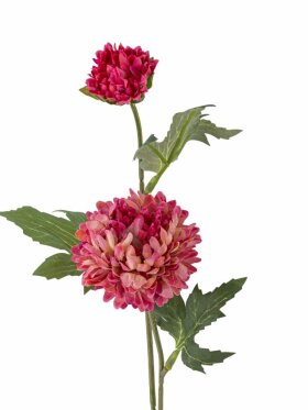 B Chrysantemum, Stilk
