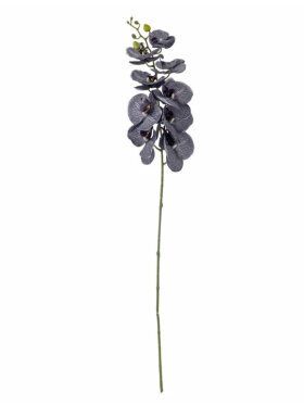 BV Orchid, Stilk BV Orchid, Stilk