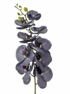 BV Orchid, Stilk