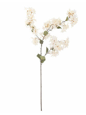 BV Myrtle, Stilk BV Myrtle, Stilk