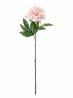 BV Peony, Stilk