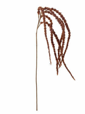 BV Foxtail, Stilk