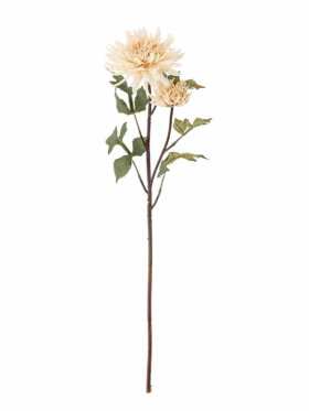 B Chrysantemum, Stilk B Chrysantemum, Stilk