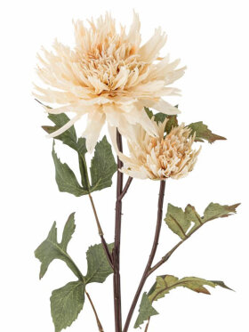 B Chrysantemum, Stilk