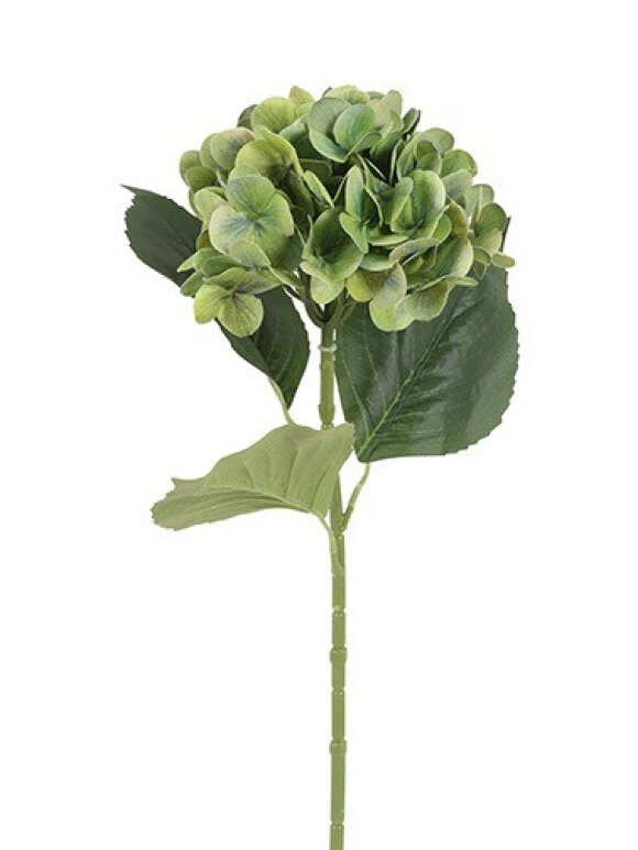 Barbara - Hortensia, Grøn