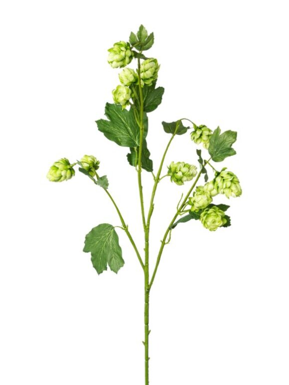 Barbara - Humble gren, Grøn