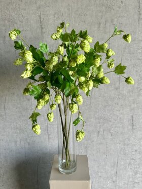 Barbara - Humble gren, Grøn