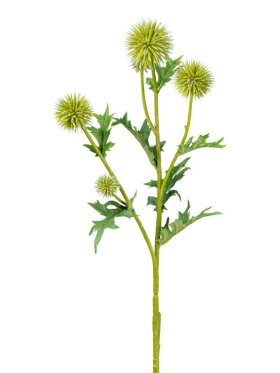 Barbara - Tidsel, Grøn