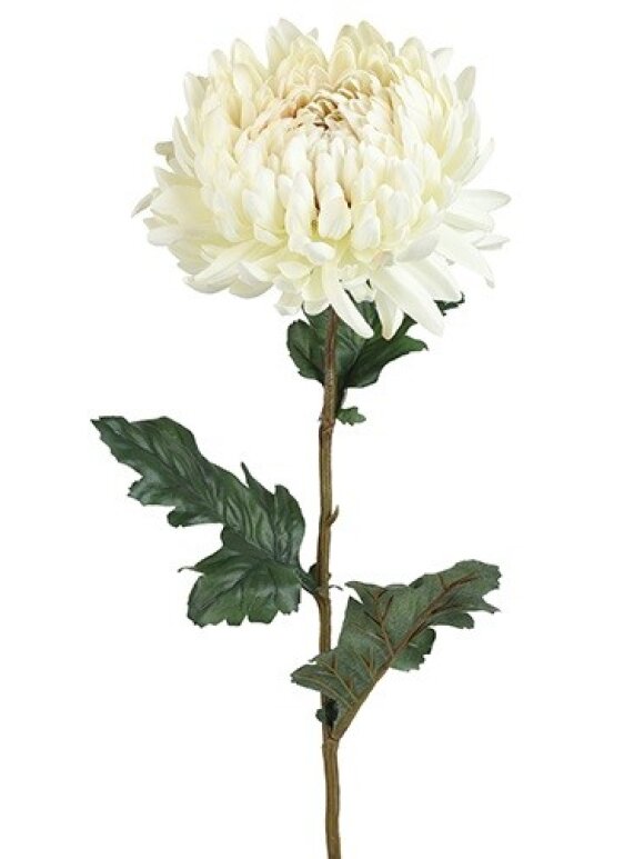 Barbara - Chrysanthemum, Creme