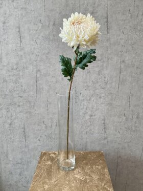 Barbara - Chrysanthemum, Creme