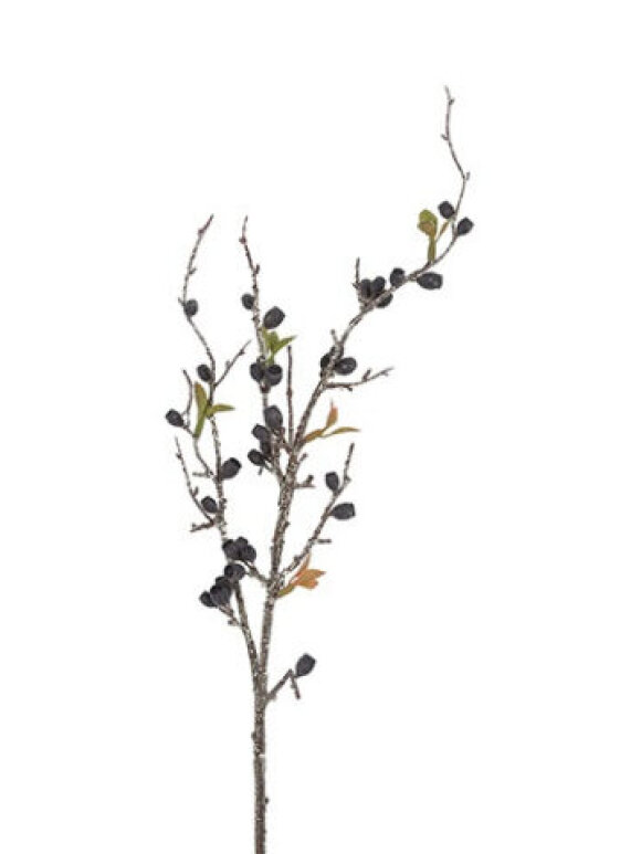 Barbara - Eucalyptus Corymbia, Sort