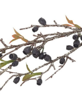 Barbara - Eucalyptus Corymbia, Sort