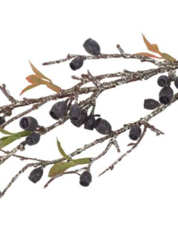 Barbara - Eucalyptus Corymbia, Sort