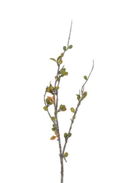 Barbara - Eucalypyus corymbia,Grøn