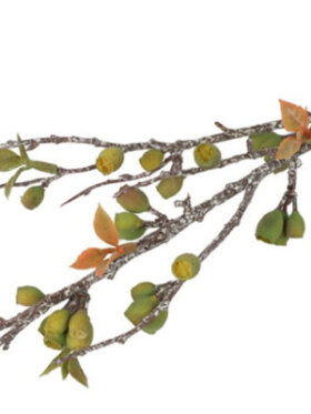 Eucalypyus corymbia,Grøn