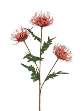 Barbara - Protea, Stilk