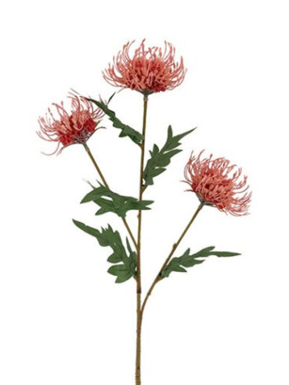 Barbara - Protea, Stilk