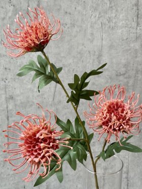 Barbara - Protea, Stilk