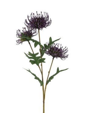 Protea lila, Stilk Protea lila, Stilk