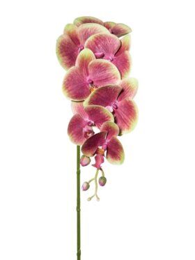 Barbara - Orkide, Lilla/Grøn