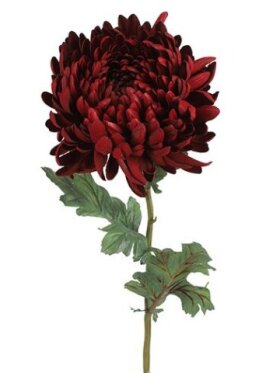 Barbara - Chrysanthemum, Rød